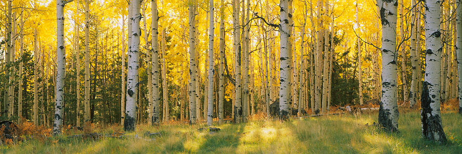 Aspen Trees In A Forest, Coconino Photograph by Panoramic Images