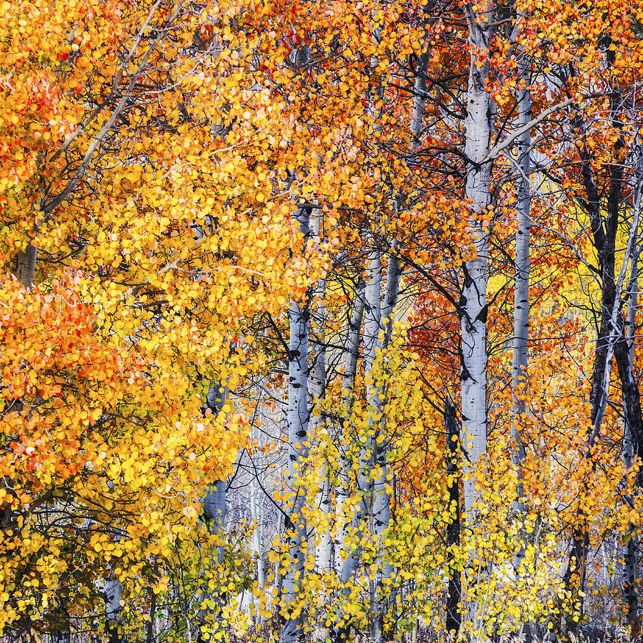 Aspen trees in autumn glory Photograph by Vishwanath Bhat