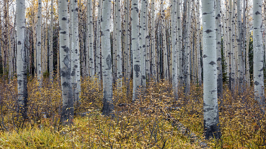 Aspen Trees in Autumn Photograph by Pierre Leclerc Photography