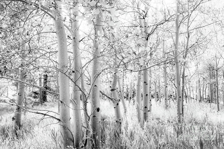 Aspen trees in Black and White Photograph by Amy Sorvillo