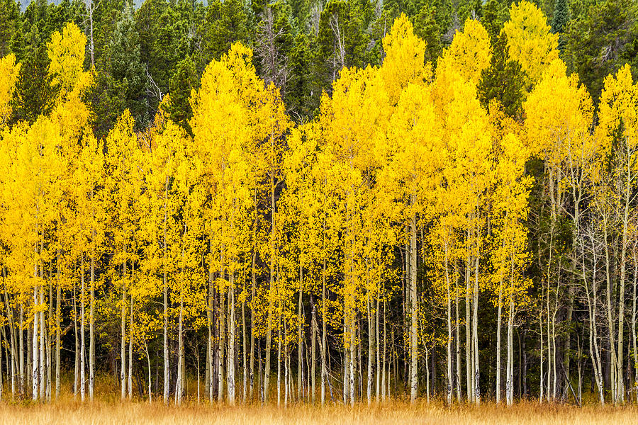Aspen Trees in Fall Color Photograph by Teri Virbickis
