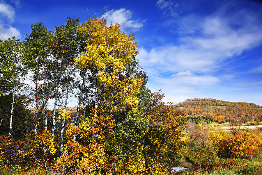 Aspen Trees in Fall Photograph by Donald Erickson | Fine Art America