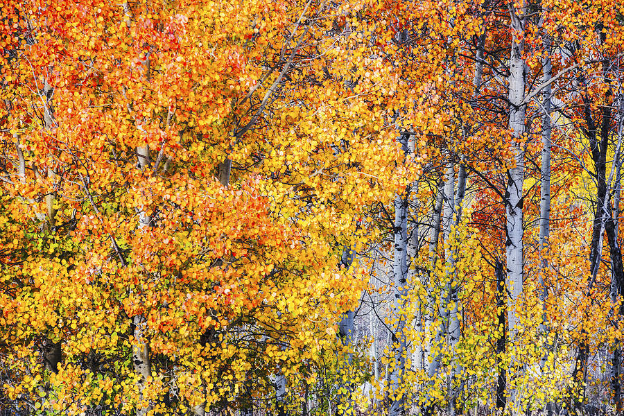 Aspen trees in full autumn glory Photograph by Vishwanath Bhat