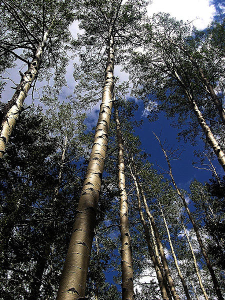 Aspen Trees in Santa Fe Photograph by Alison Caltrider