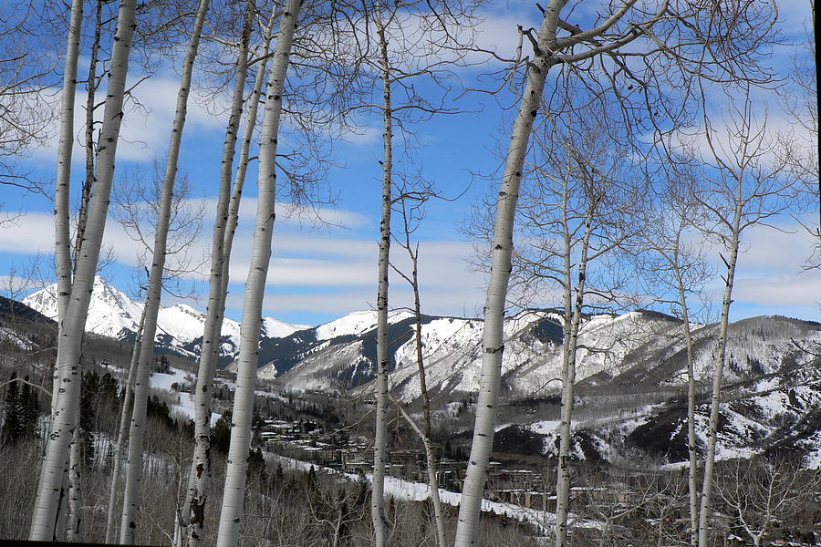 Aspen Trees in Snowmass Photograph by Elizabeth Fontaine-Barr