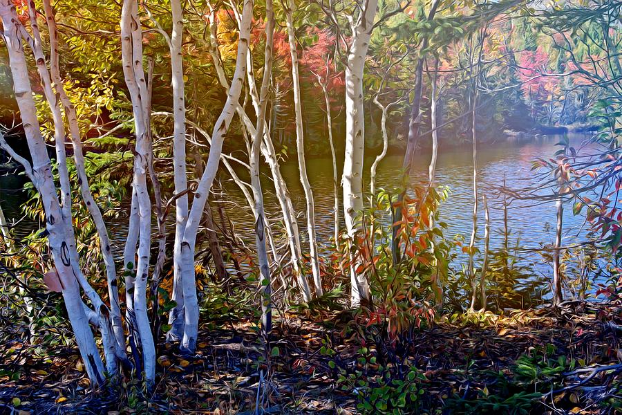 Aspen trees in the fall Mixed Media by Tatiana Travelways