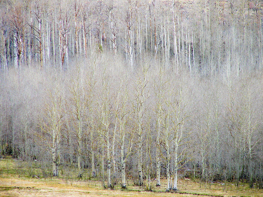 Aspen Trees Photograph by Neil Pankler