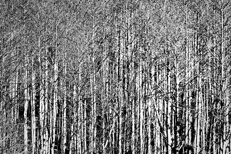 Aspen Trees - New Mexico Photograph by Stuart Litoff