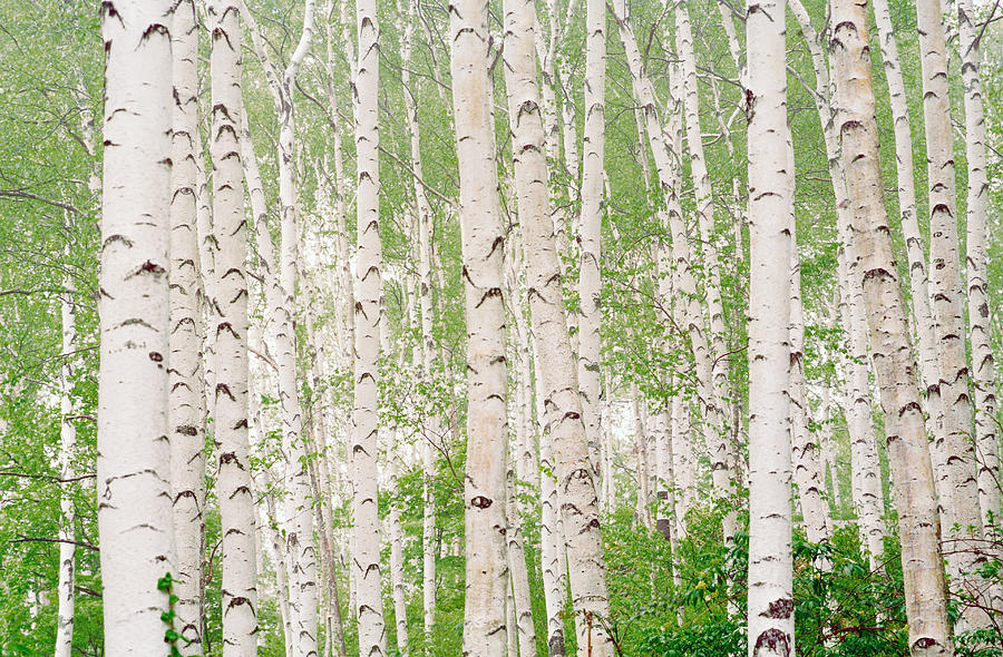 Tree Photograph - Aspen Trees by Panoramic Images