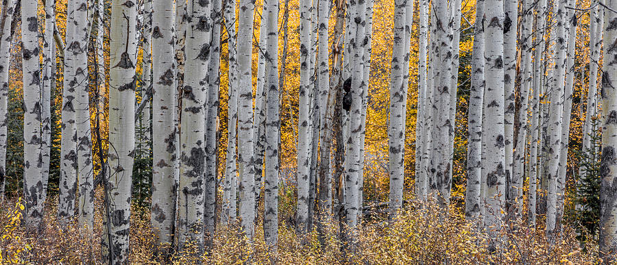 Aspen trees Photograph by Pierre Leclerc Photography