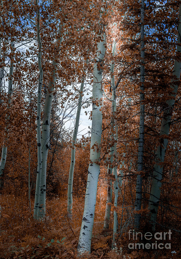 Aspen Trees Ryan Park Wyoming Photograph by Blake Webster