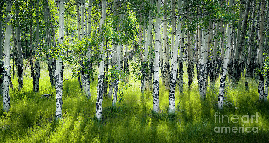 Aspen Trees Summer Forest Photograph by The Forests Edge Photography - Diane Sandoval