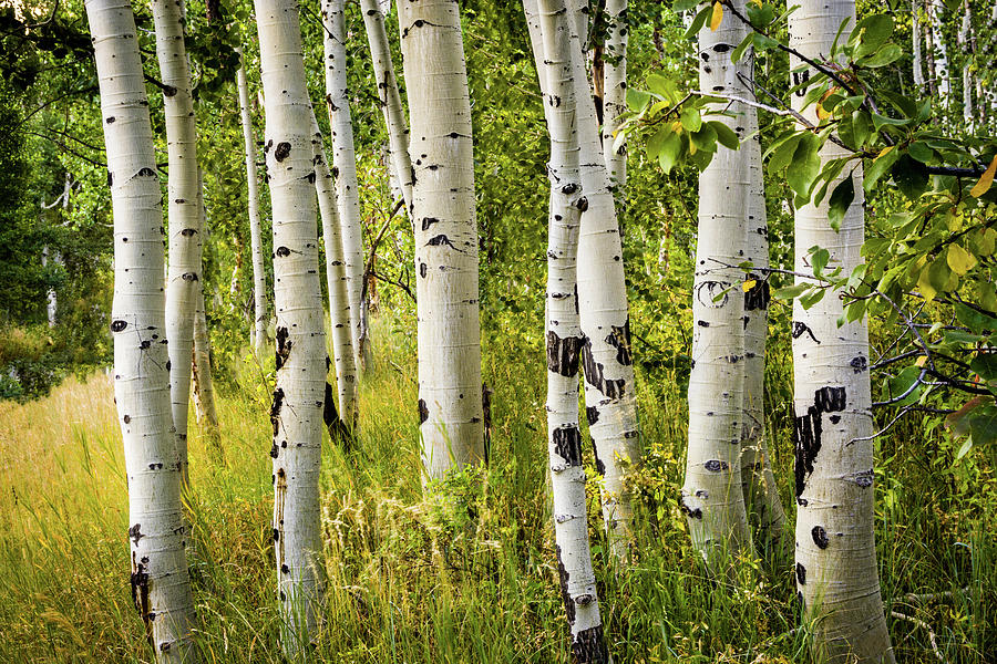 Aspen Trees.  Wasatch Mountains, Utah Photograph by TL Mair