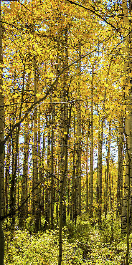 Aspen Triptych Panel No. 1  Photograph by Bud Simpson