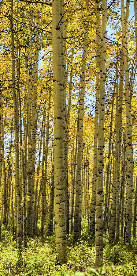 Aspen Triptych Panel No. 2  Photograph by Bud Simpson