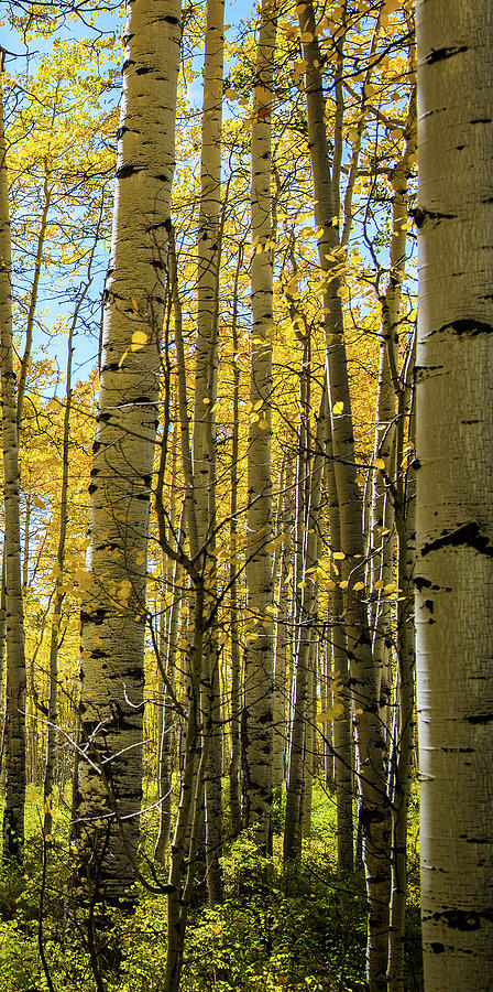 Aspen Triptych Panel No. 3  Photograph by Bud Simpson