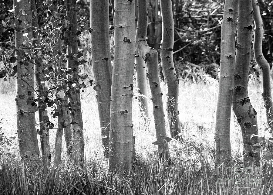 Aspen Trunks Photograph by Anthony Michael Bonafede
