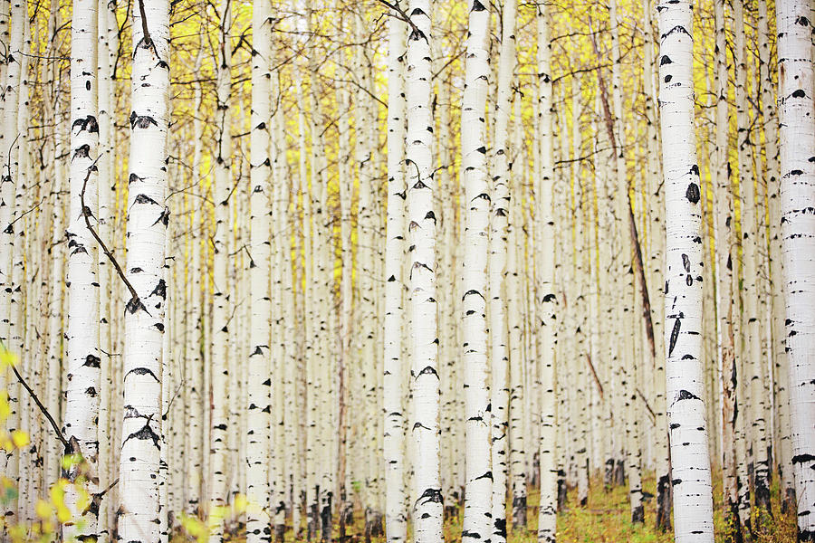 Tree Photograph - Aspen Trunks by Erica Turner