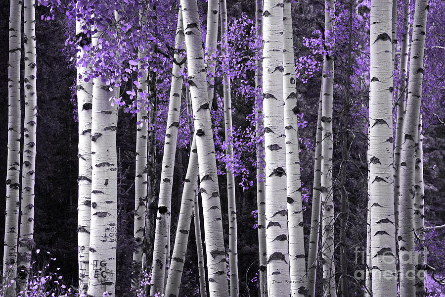 Aspen Fantasy by John Stephens Aspen Fantasy by John Stephens