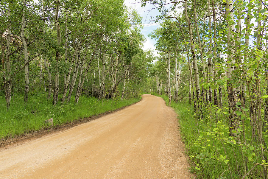 Dirt Road With Aspen Trees Photograph by Tom Potter
