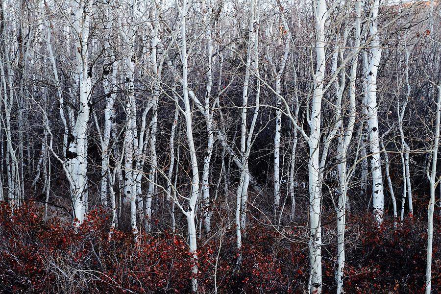 Nature Photograph - Aspen Winter by Michael Morse