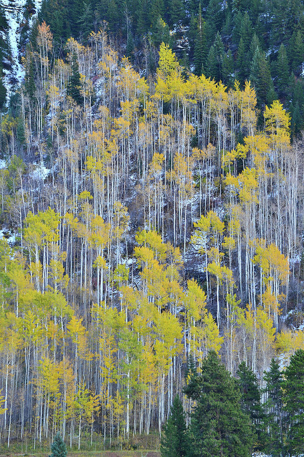Aspens above Vail Colorado Photograph by Ray Mathis