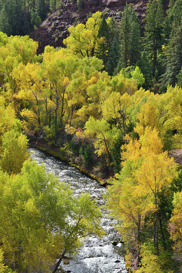 Aspens Adorn San Miguel River Photograph by Ray Mathis