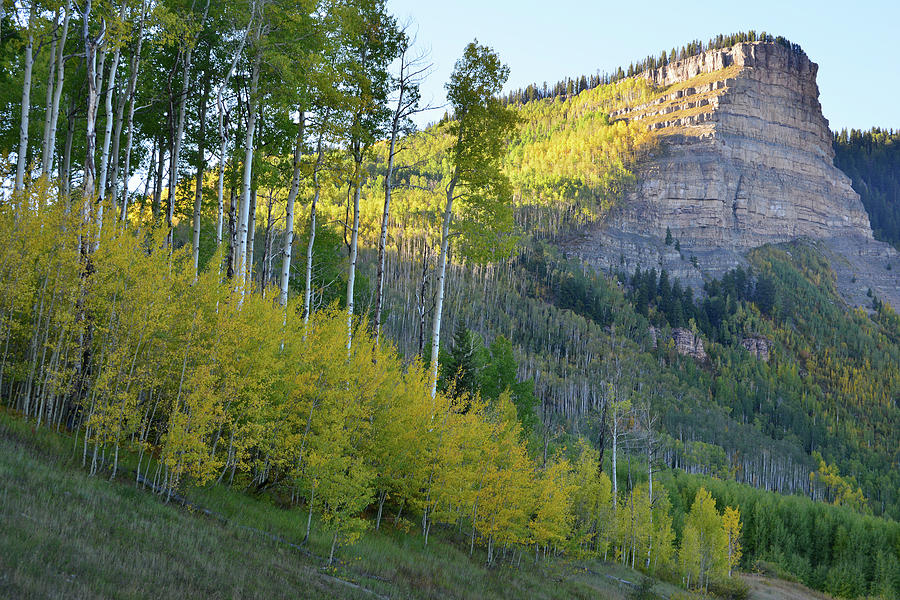 Aspens Along Silverton to Durango Highway Photograph by Ray Mathis