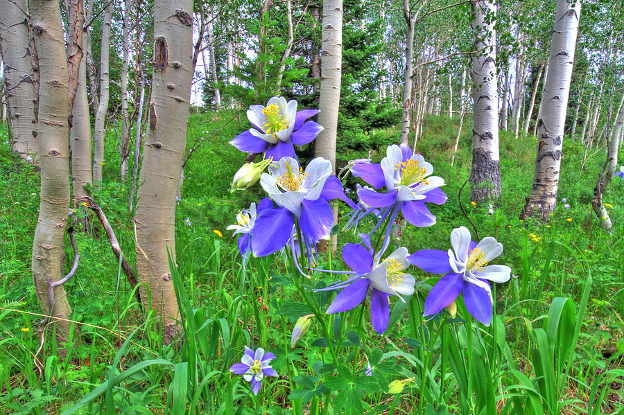 Spring Photograph - Aspens and Columbines by Scott Mahon