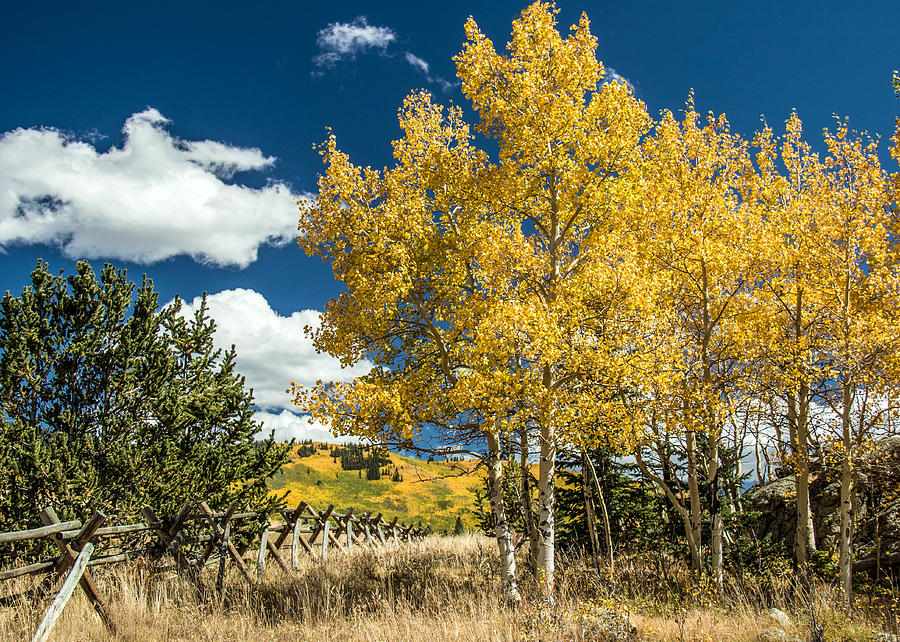Aspens and Fence Photograph by Dawn Key