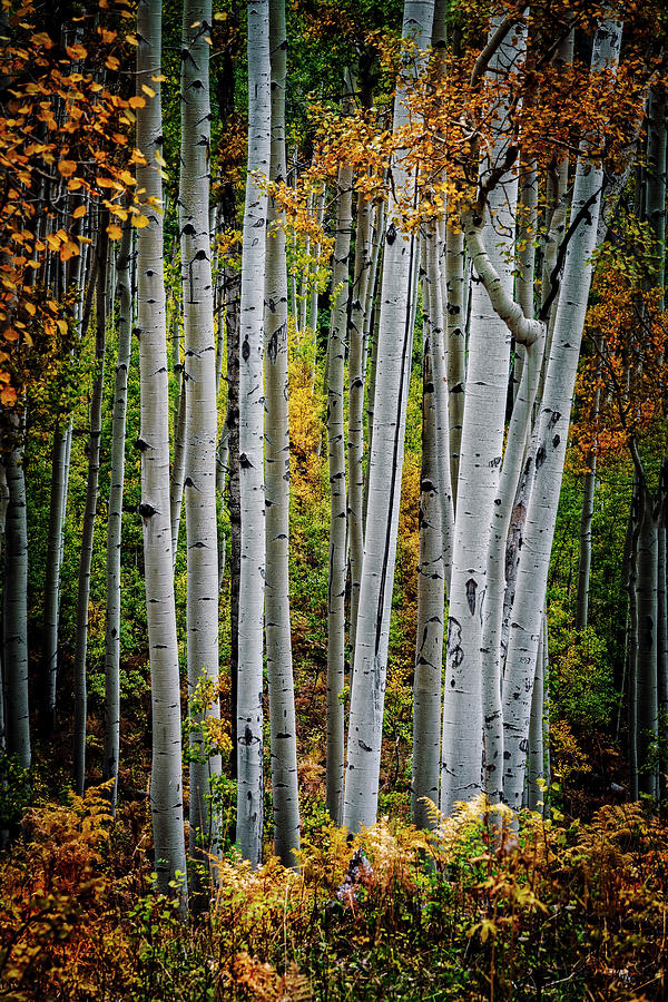 Aspens and Fern Vertical Photograph by David Soldano