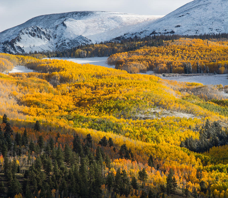 Aspens and Mountains in the Morning Light Photograph by Mike Doty