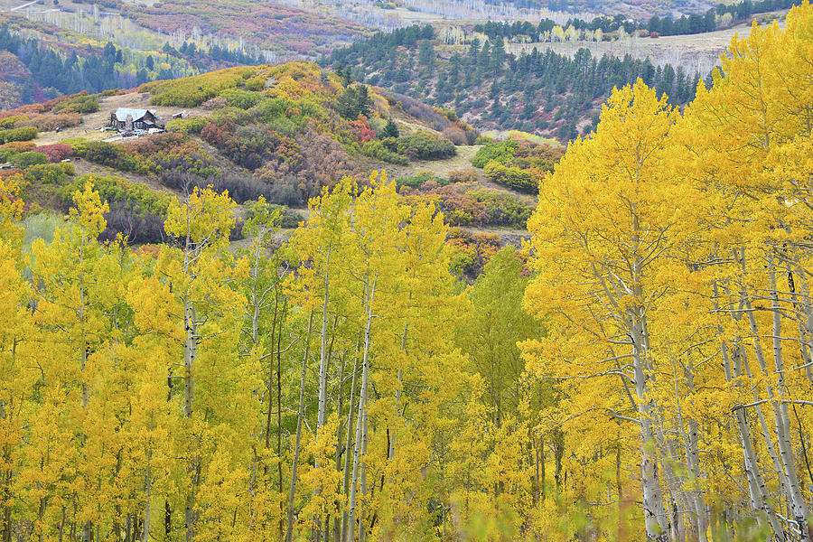 Aspens and Oak Fall Colors on Last Dollar Road Photograph by Ray Mathis
