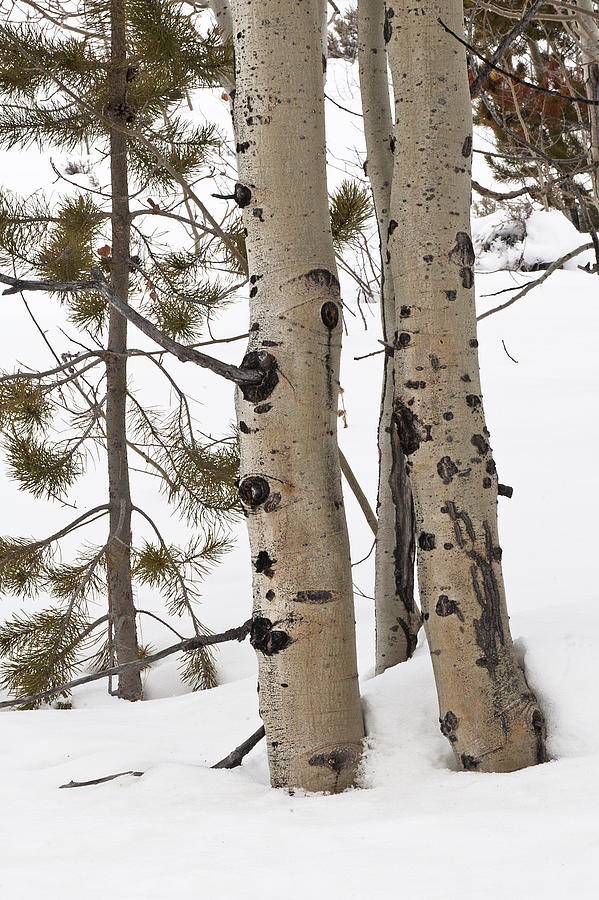 Aspens and Pine Trees Photograph by Doug Davidson