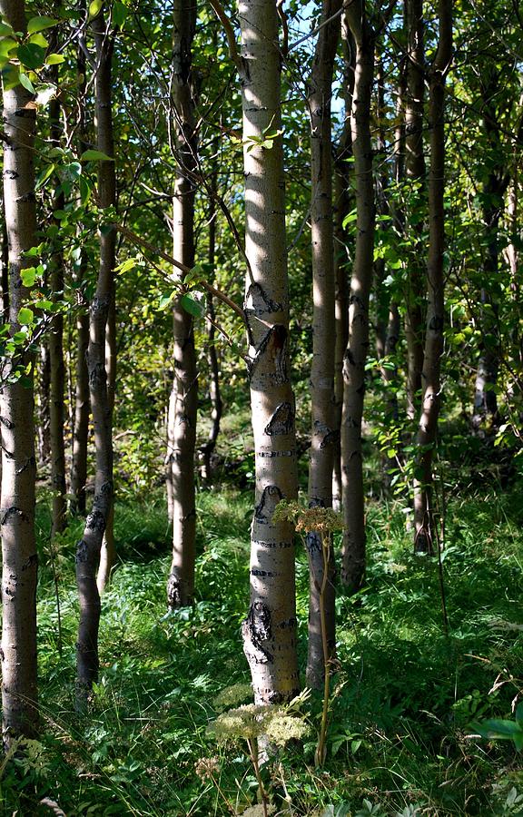 Aspens and Shadows Photograph by Marilynne Bull