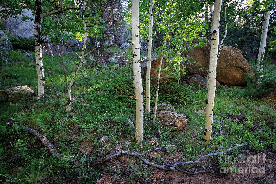 Aspens and Stones Photograph by Richard Smith