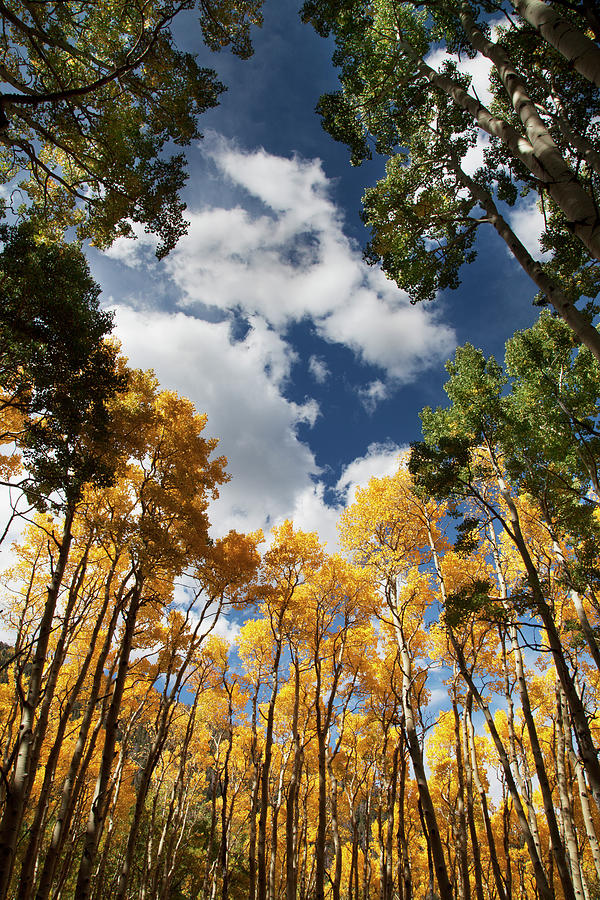 Autumn at Lockett Meadow, Northern Arizona Photograph by Dave Wilson ...