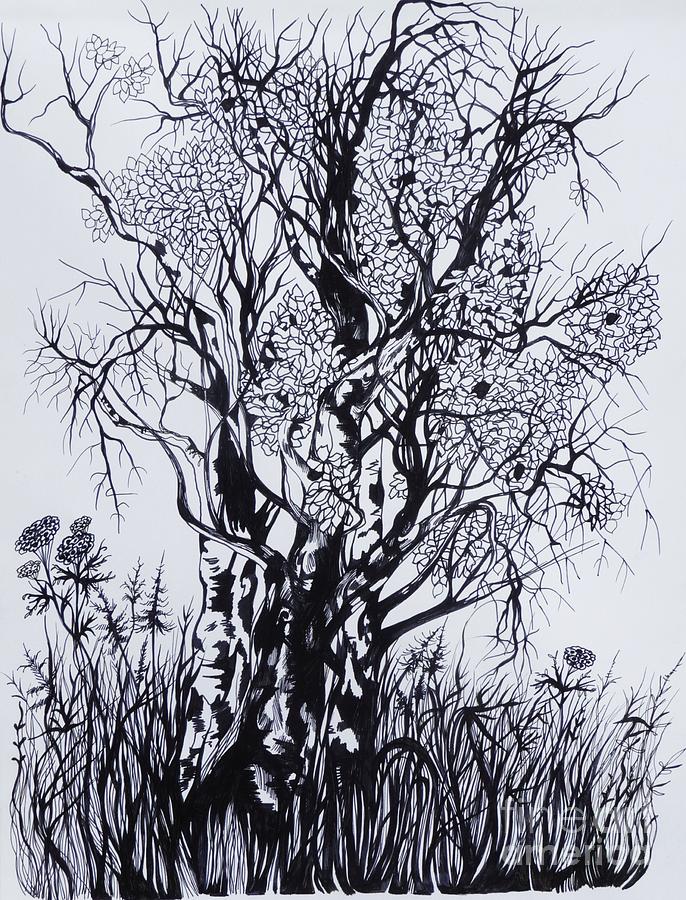 Black And White Drawing - Aspens by Anna  Duyunova