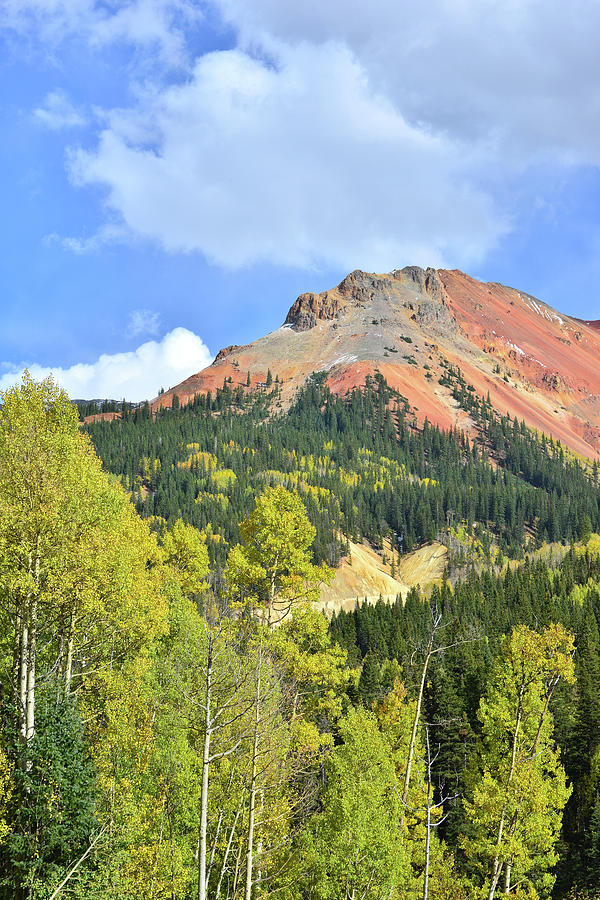Aspens Below Red Mountain Photograph by Ray Mathis