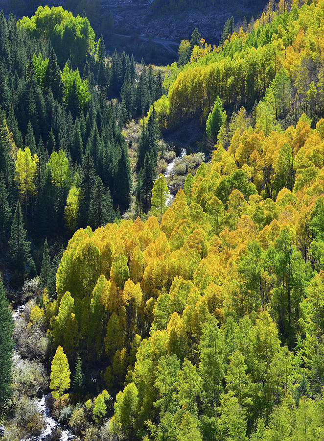 Aspens Beneath the Silverton to Durango Highway Photograph by Ray Mathis