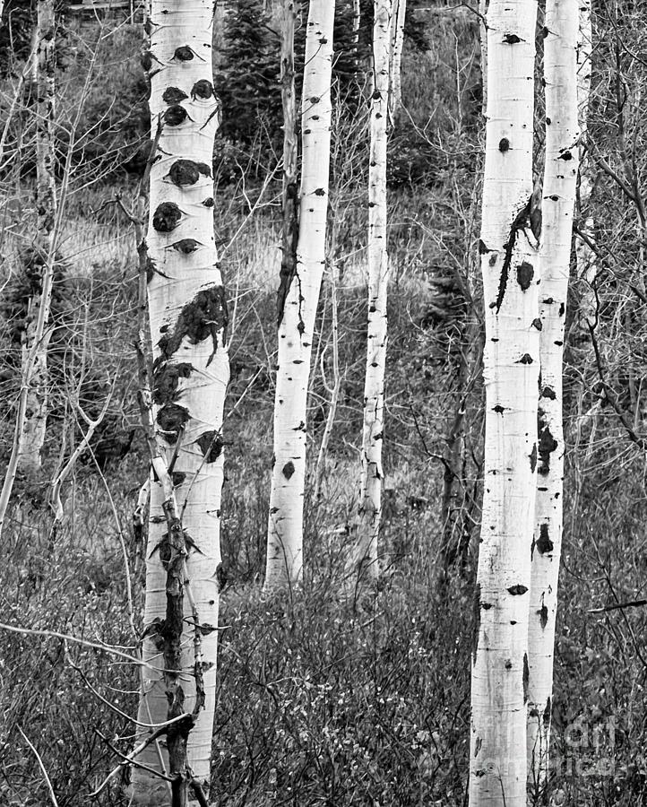 Aspens Black and White Photograph by David Millenheft