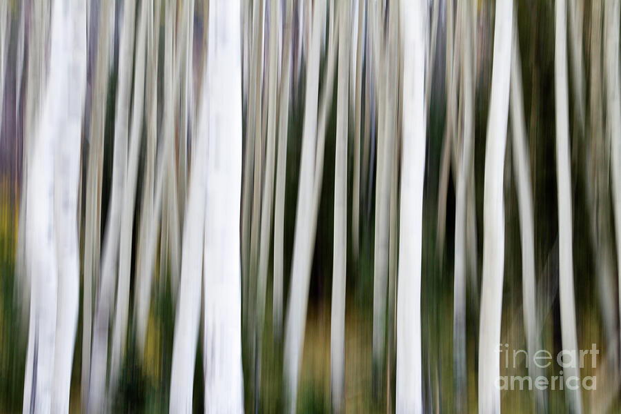 Aspens In An Abstract Key Photograph