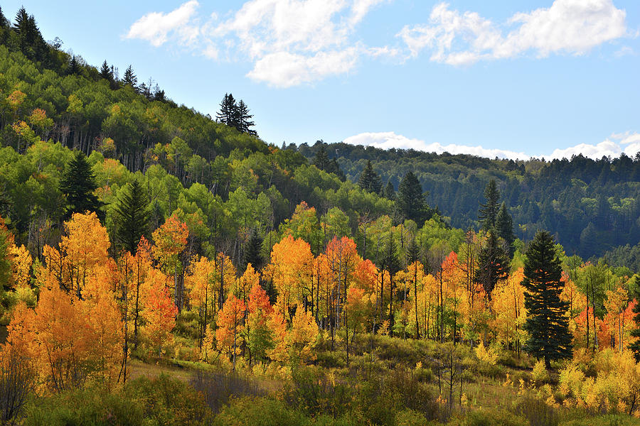 Aspens Glow along Highway 62 Photograph by Ray Mathis