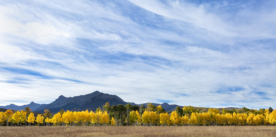 Aspens In a Row Photograph by Denise Bush