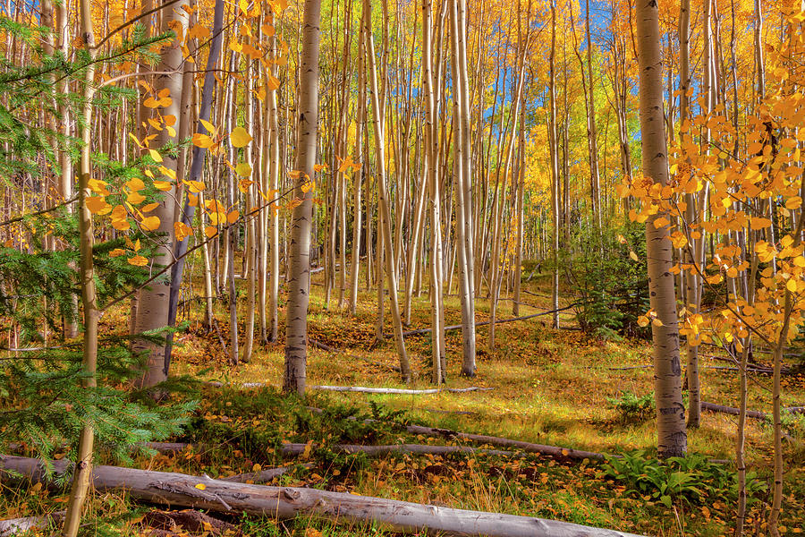 Aspens In Autumn 12 - Santa Fe National Forest New Mexico Photograph by Brian Harig