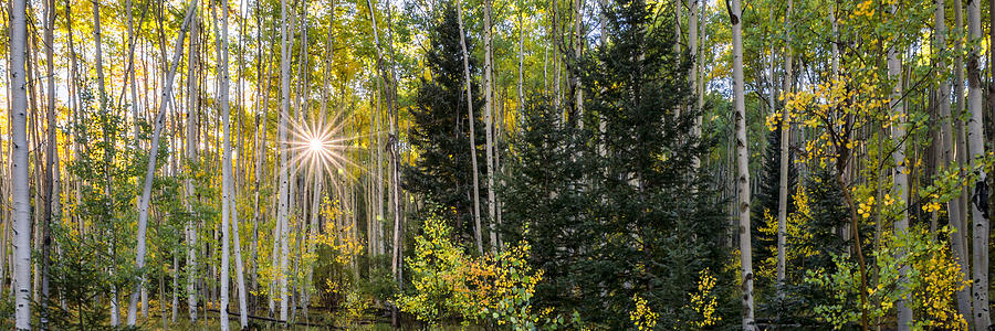 Aspens In Autumn 5 Panorama - Santa Fe National Forest New Mexico Photograph by Brian Harig
