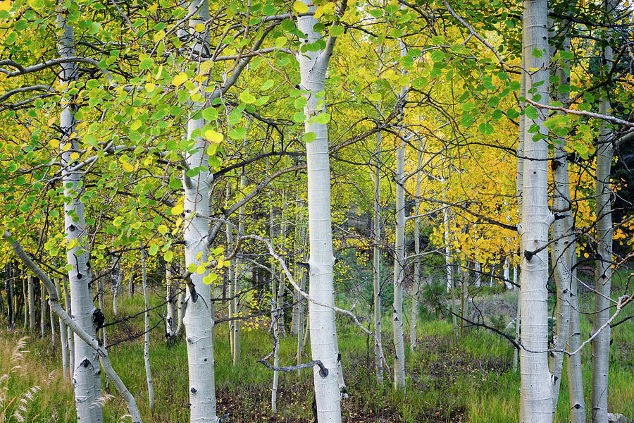 Fall Photograph - Aspens In Autumn 6 - Santa Fe National Forest New Mexico by Brian Harig