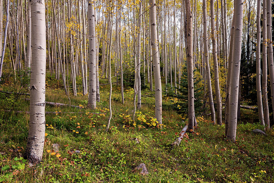 Aspens In Autumn 8 - Santa Fe National Forest New Mexico Photograph by Brian Harig