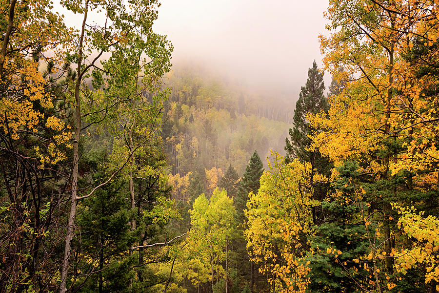 Aspens In Autumn 9 - Santa Fe National Forest New Mexico Photograph by Brian Harig