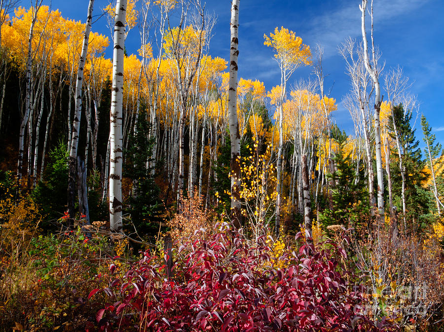 Aspens in Autumn Photograph by Idaho Scenic Images Linda Lantzy
